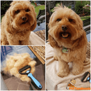 Escova Rasqueadeira Profissional para Cães e Gatos | Pet Desh
